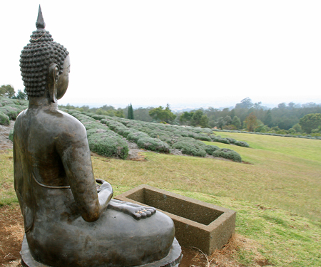 Awesome Adventure | Ali’i Kula Lavender Farm Maui