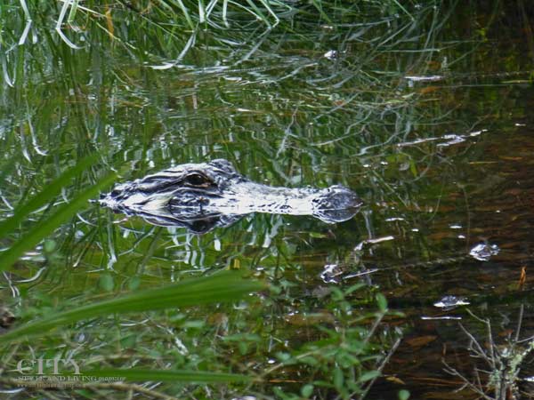 Kiawah-Island-Golf-Wildlife