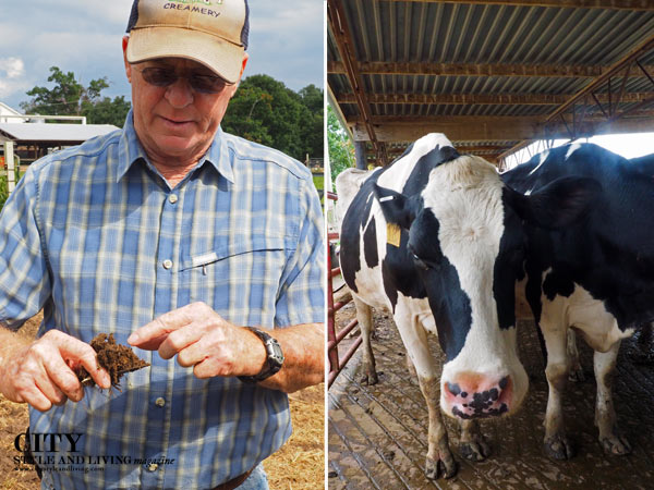 Happy Cow Creamery Tom Trantham and A Cow