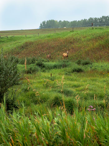 City Style and Living Magazine Sirocco golf club calgary deer
