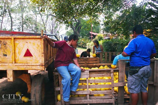 Fruit for Sale in CostaRica