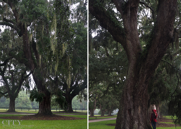 City style and living magazine style fashion blogger Boone Hall Plantation Charleston