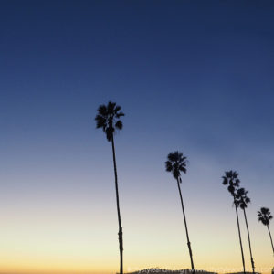 California Palm Trees