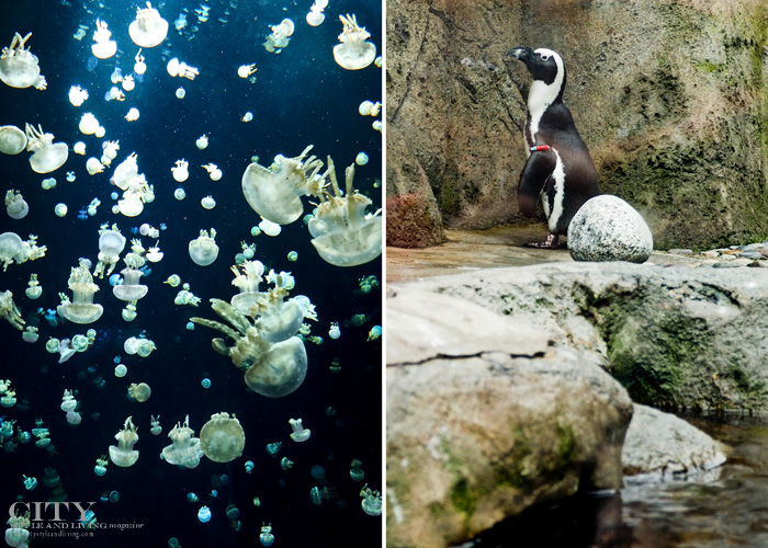 vancouver aquarium