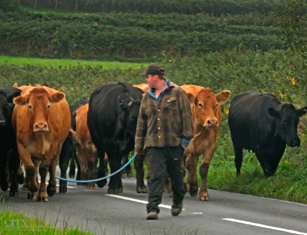 City Style and Living Magazine Winter 2018 Travel Wales Uk cow herder