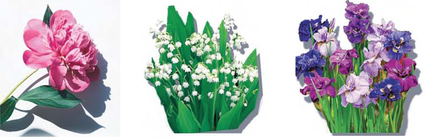 City Style and Living Magazine Spring 2019 Gardening High Drama