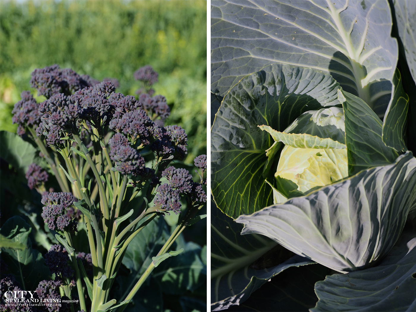 City Style and Living Magazine Travel Foodies Guide Red Deer Alberta purple broccoli and cabbage