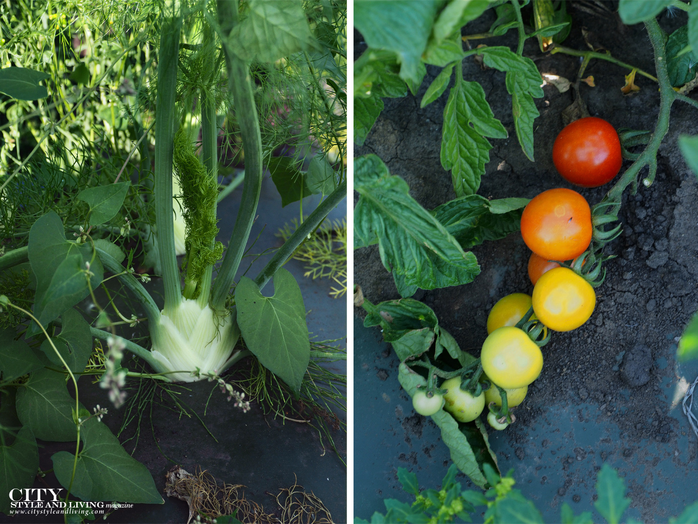 City Style and Living Magazine Travel Foodies Guide Red Deer Alberta fennel and tomatoes