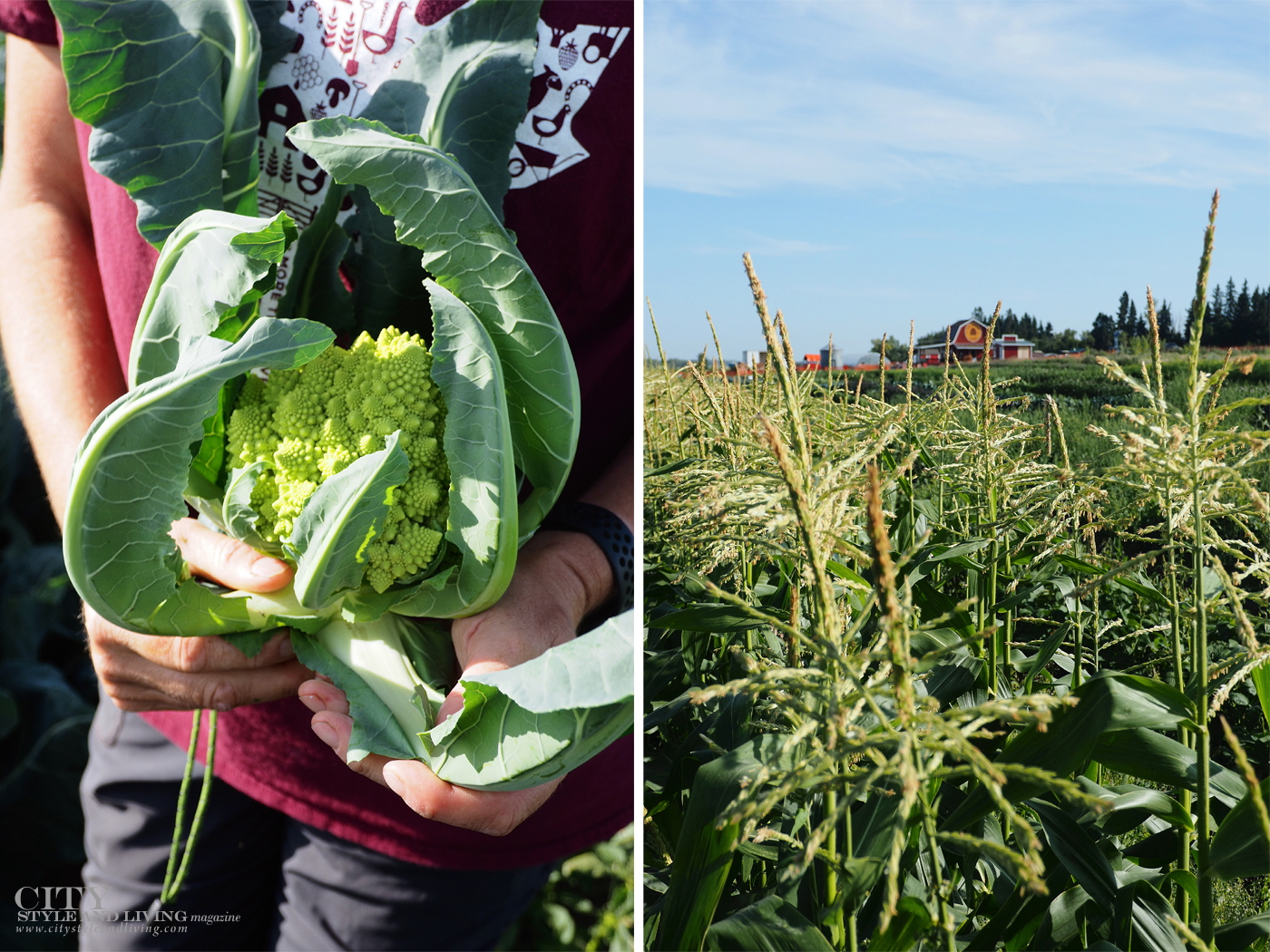 City Style and Living Magazine Travel Foodies Guide Red Deer Alberta cauliflower and corn