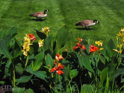 City Style and Living Spring 2021 Garden Troubleshooting
