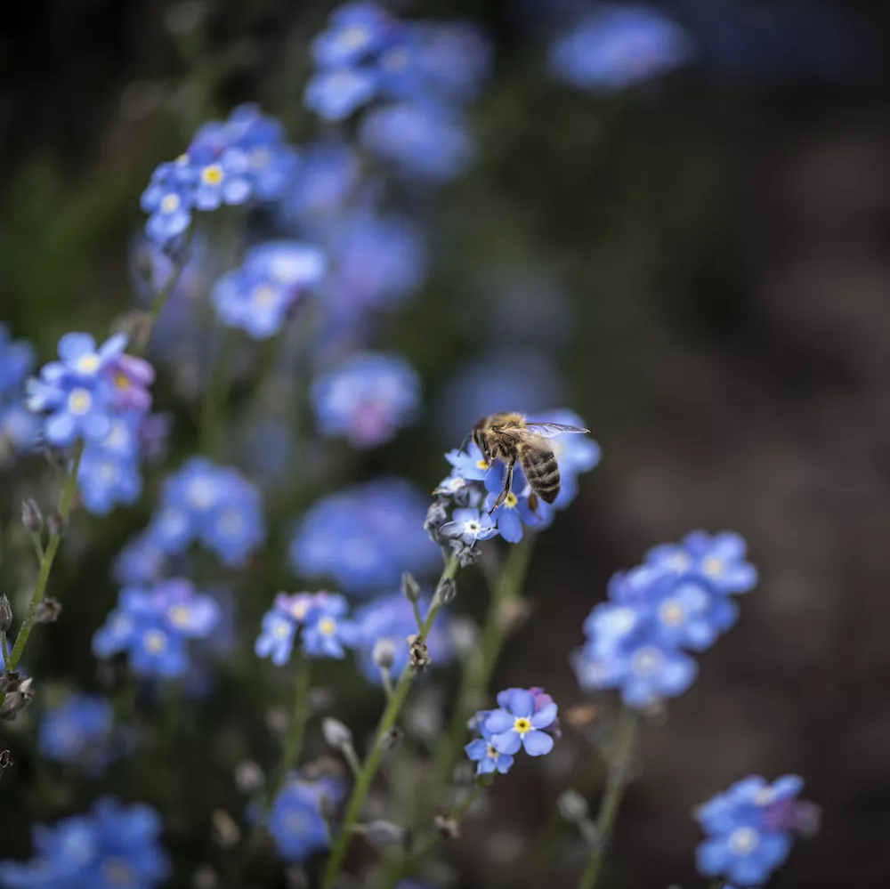 The Newt Garden purple flowers and bee
